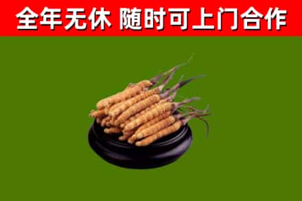 禹州市回收冬虫夏草